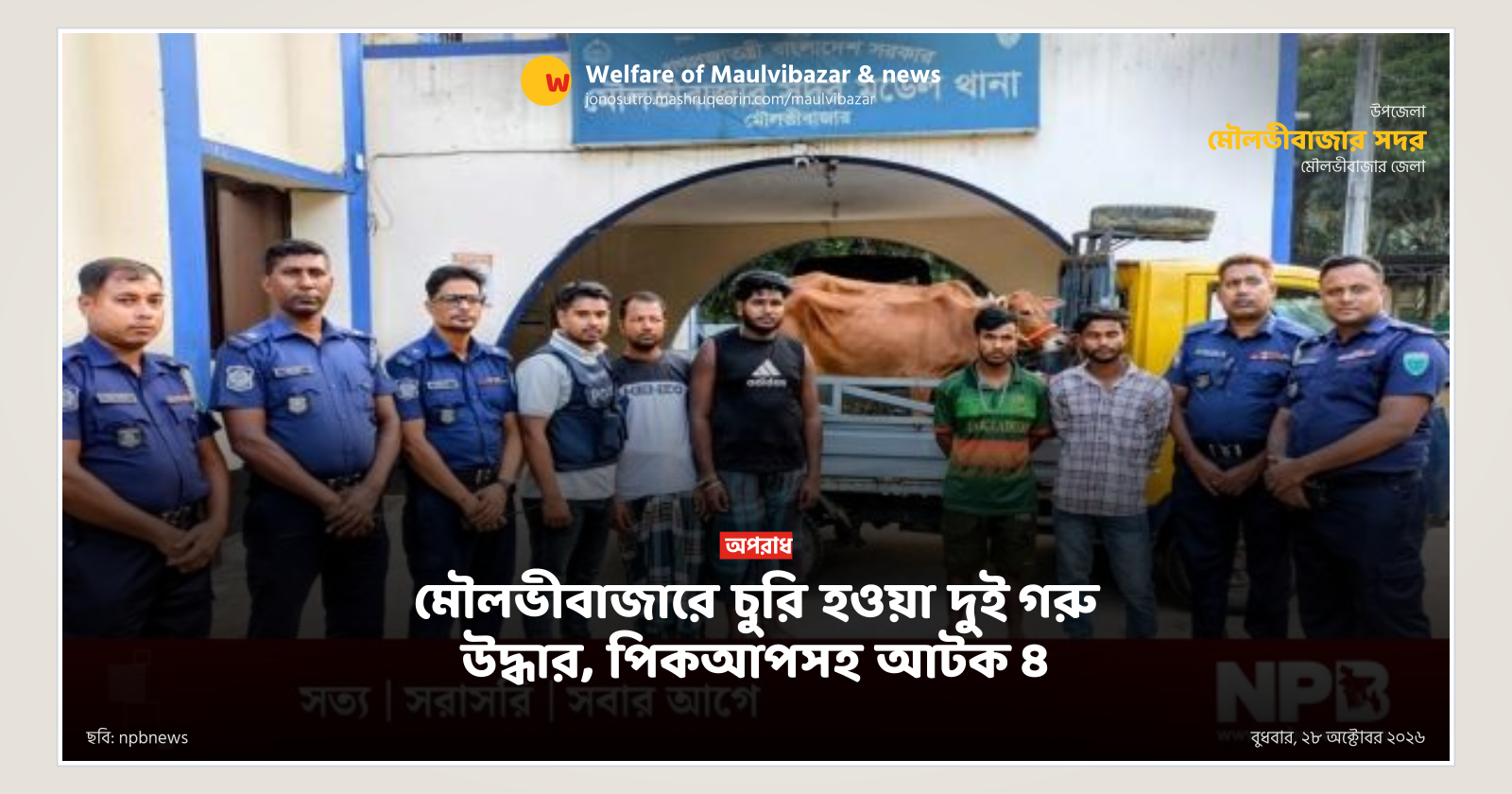 Two stolen cows recovered in Maulvibazar, 4 detained with pickup