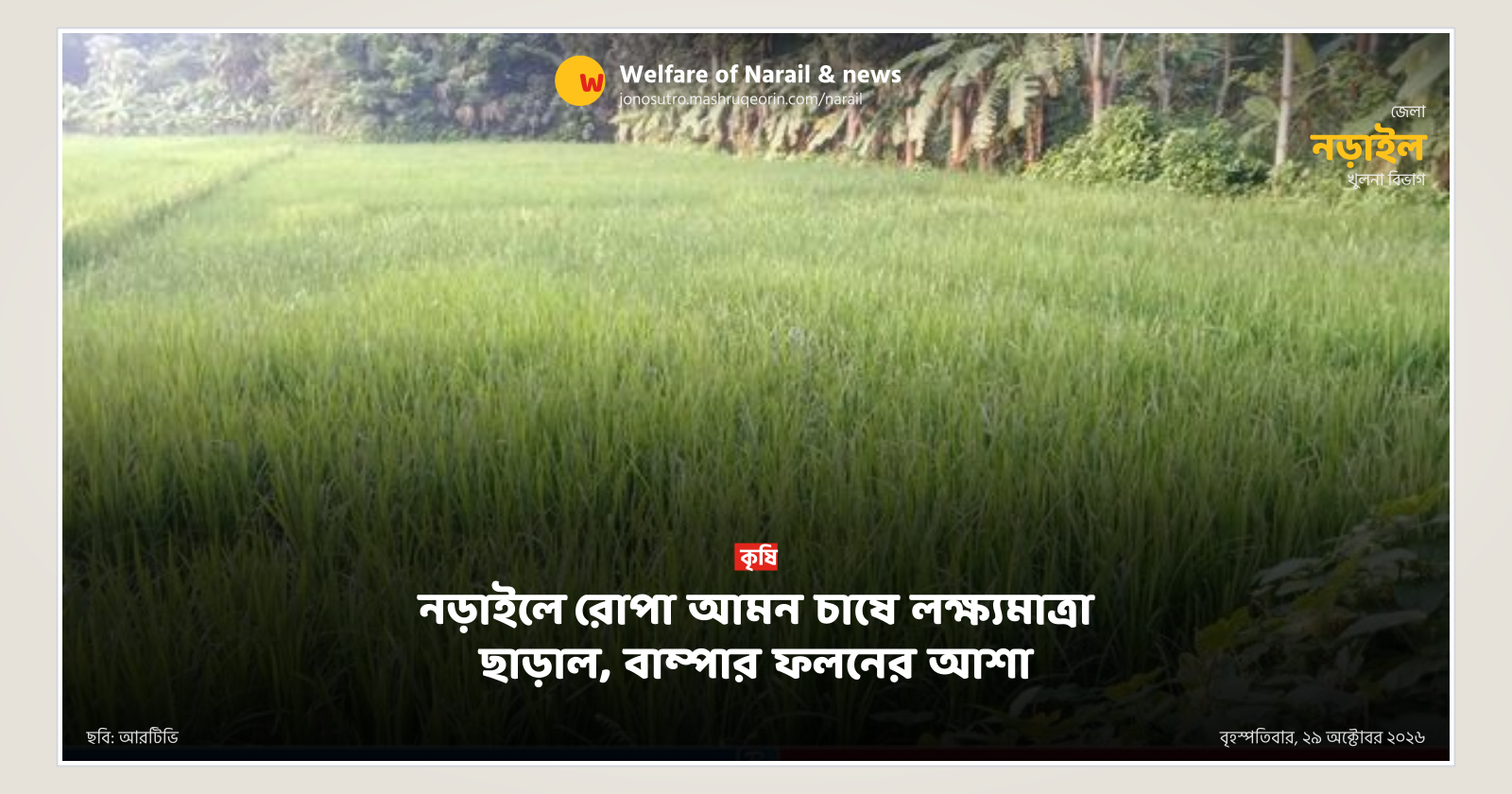 Aman paddy cultivation exceeds target in Narail